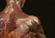 Image the muscles of a shoulder