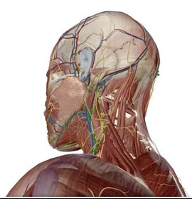 Image of head anatomy from Visible Body