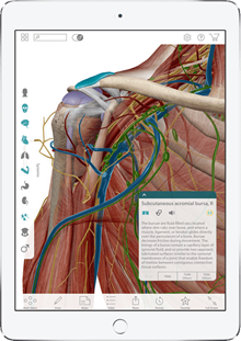 Image of shoulder anatomy shown on a tablet